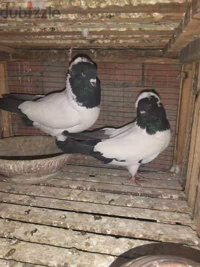 الخصوص نفق الرشاح