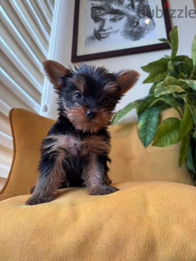 pure Yorkshire terrier from England