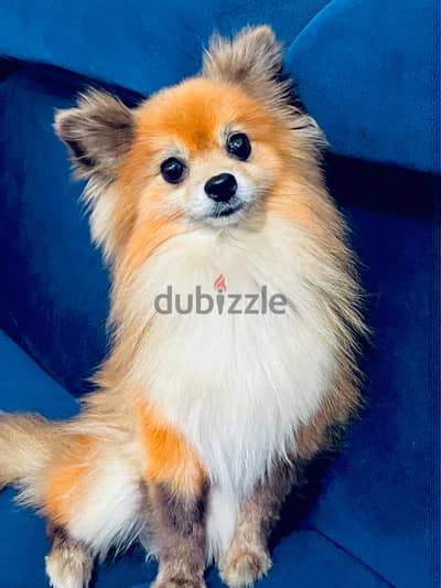 female Pomeranian