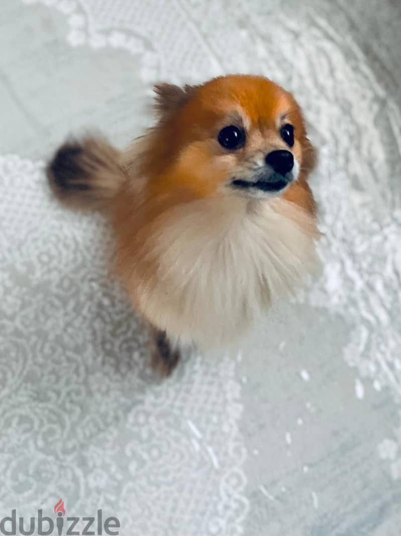 female Pomeranian 1