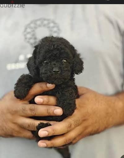 puppy poodle