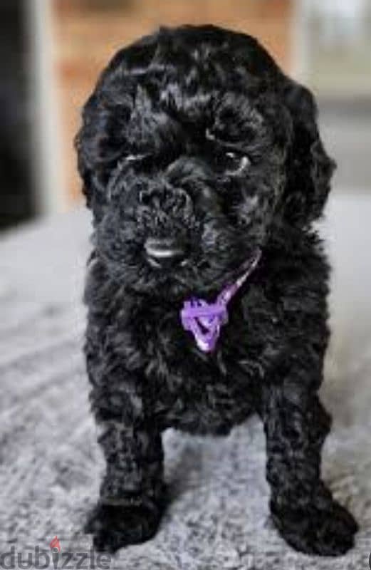 puppy poodle 1