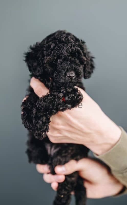puppy poodle 2