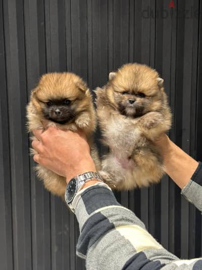 Teacup Pomeranian puppies