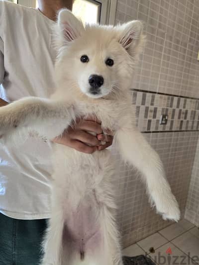 Samoyed puppy