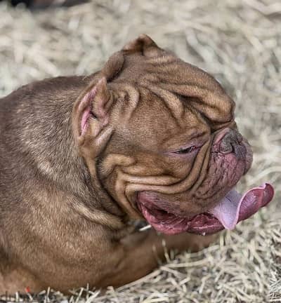اقوي دكر اكزوتك بولي للجواز American bully
