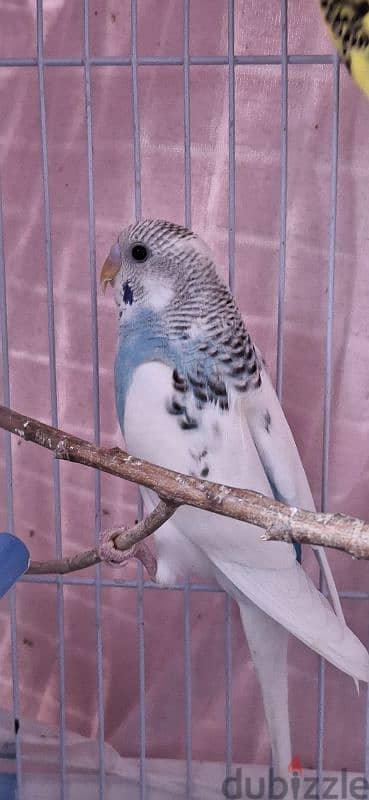دكر بادجي