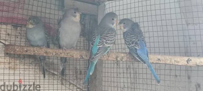 اسبليتات بلاك فيس