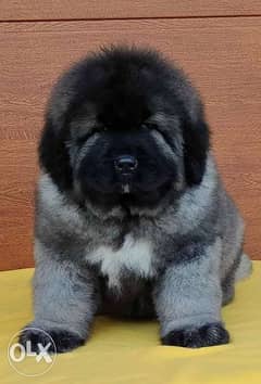 Imported Caucasian shepherd Males 2 Months Fci