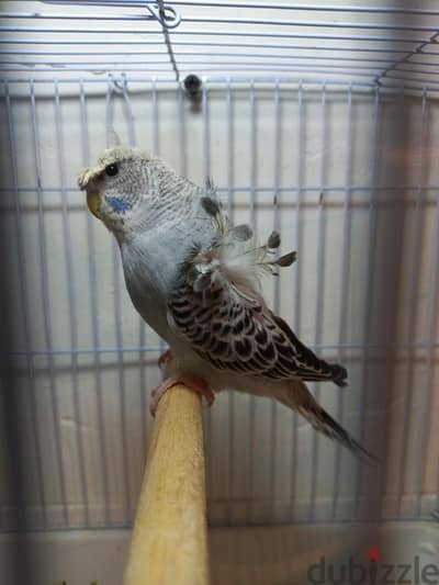 دبل بلاك