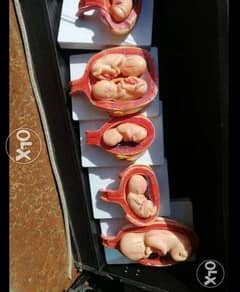 مجسم تكوين الجنين ف كافه مراحله 0