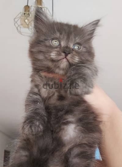 Dark grey male kitten 45 days