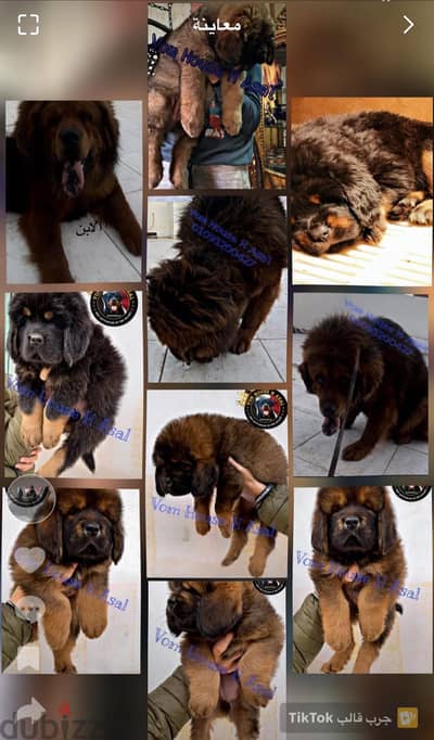 Tibetan mastiff puppis جراء تيبيتان ماستيف
