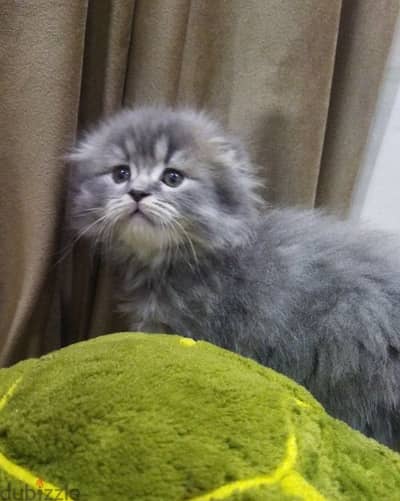 British and Scottish kittens قطط بريتش واسكوتش