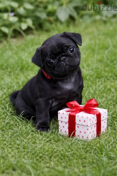 Black pug puppies