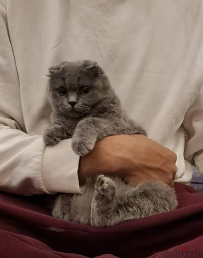 Scottish Fold cat for sale
