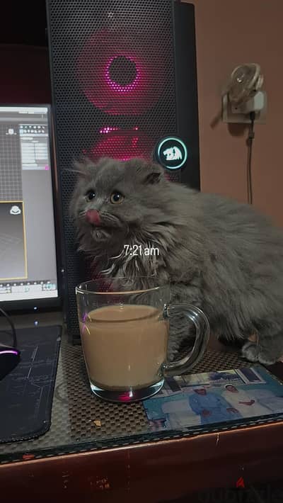 Scottish Fold long-haired cat for sale