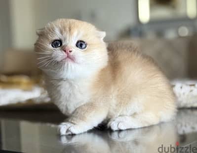 سكوتش فولد جولد Scottish Fold gold NY12
