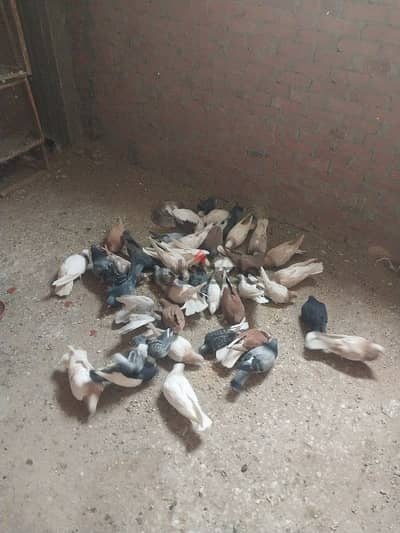 حمام للبيع