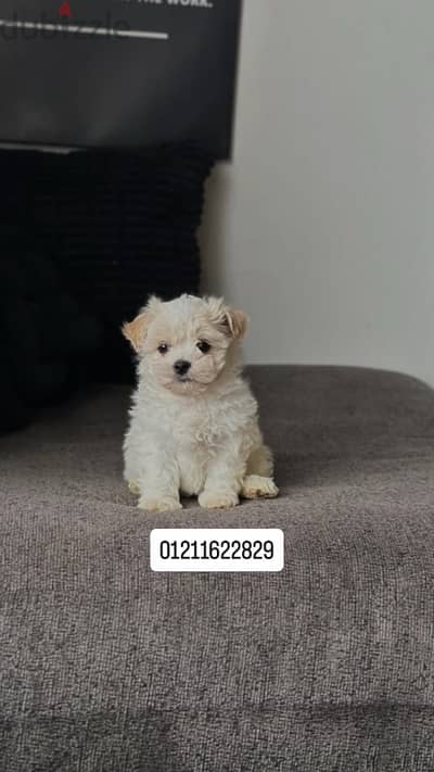 Mini maltese puppies مالتيز