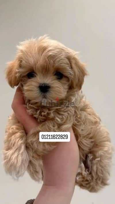 maltipoo male puppy مالتيبو