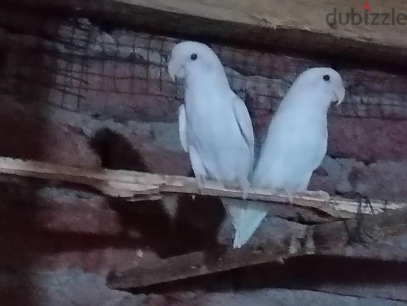 روز البينوا 1