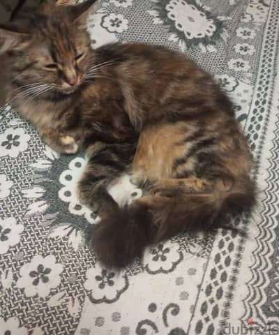 قطه طيبه جدااا