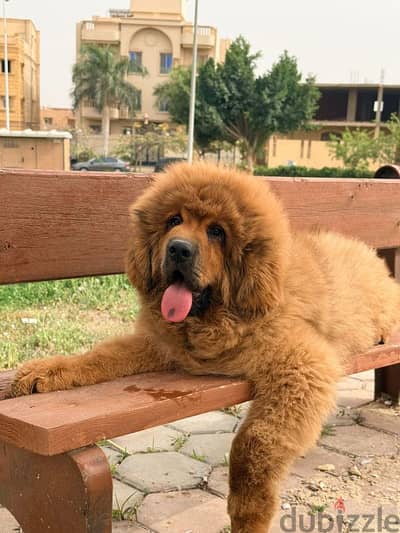 Tibetan mastiff puppies جراء تيبيتان ماستيف