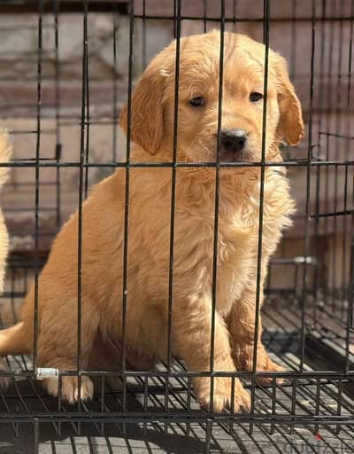 Pure Golden Retriever Puppies -  جراوي جولدن ريتريفر بيور
