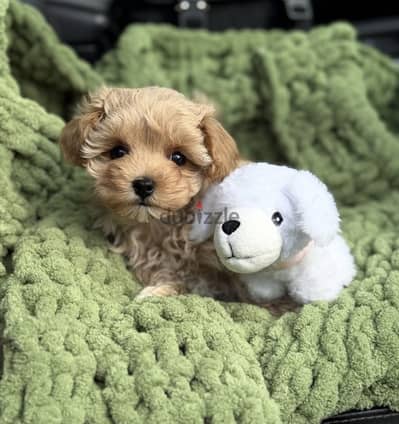 Toy poodle / maltipoo / توي بودل / مالتي بو