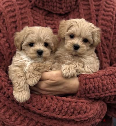 Toy poodle / maltipoo / مالتي بو / توي بودل