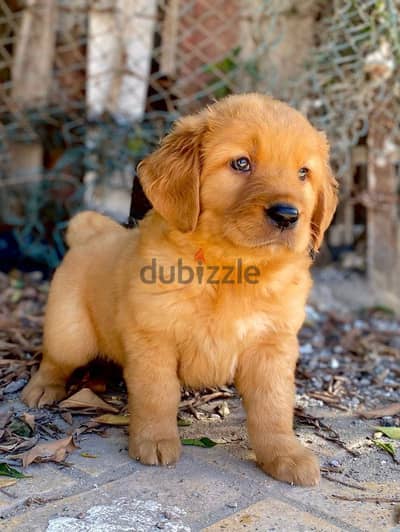 Golden retriever جولدن ريتريفر