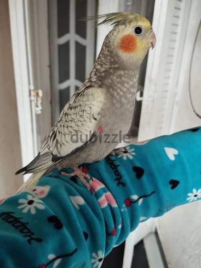كوكتيل ايزابيل  اليف