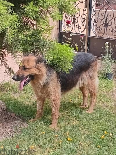femal german shepherd