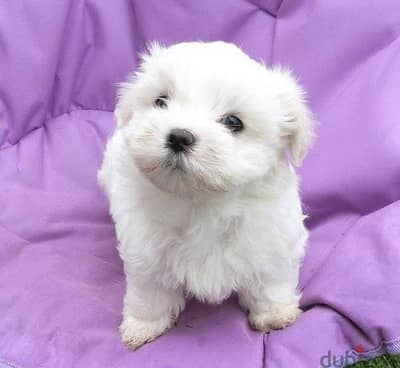 Havanese هفانيز