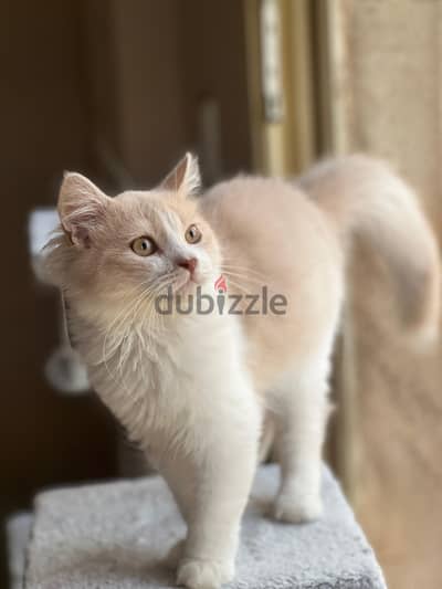 Karma for adoption