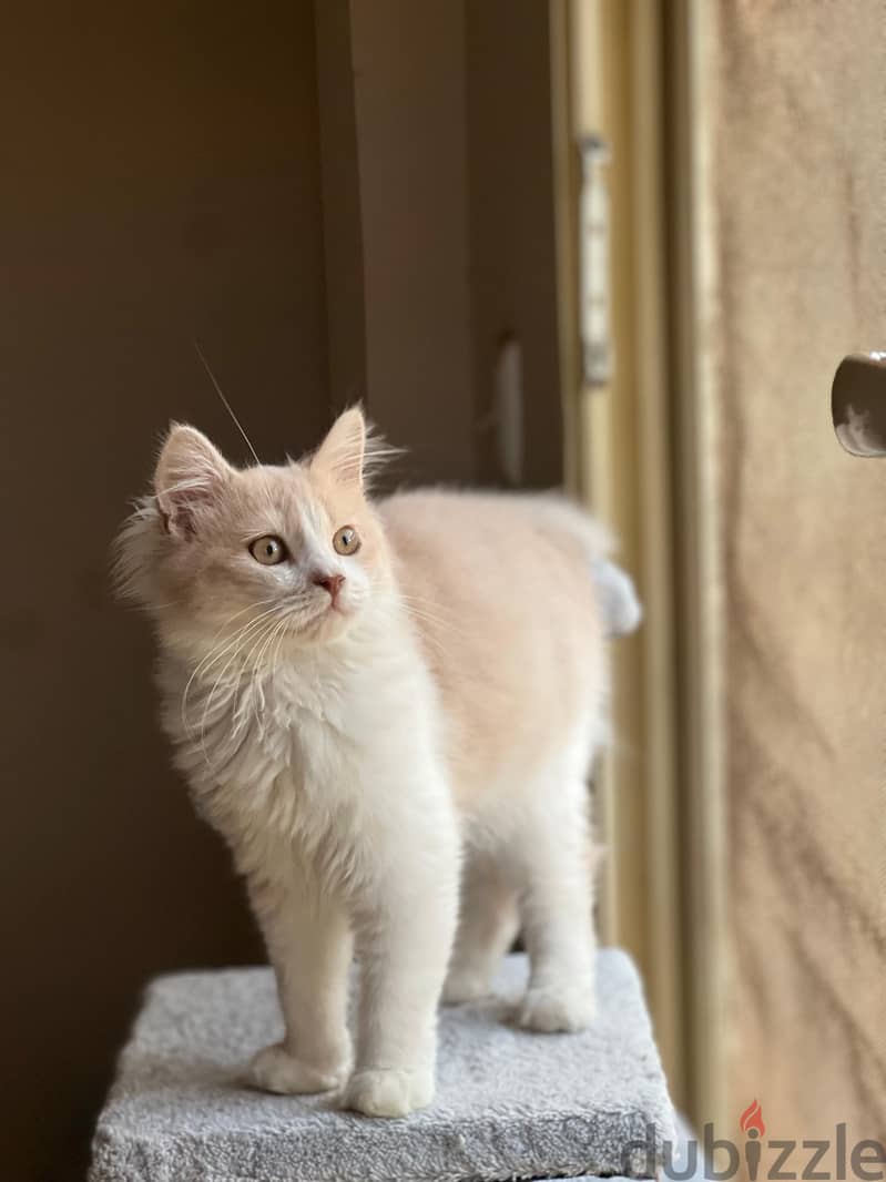 Karma for adoption 1