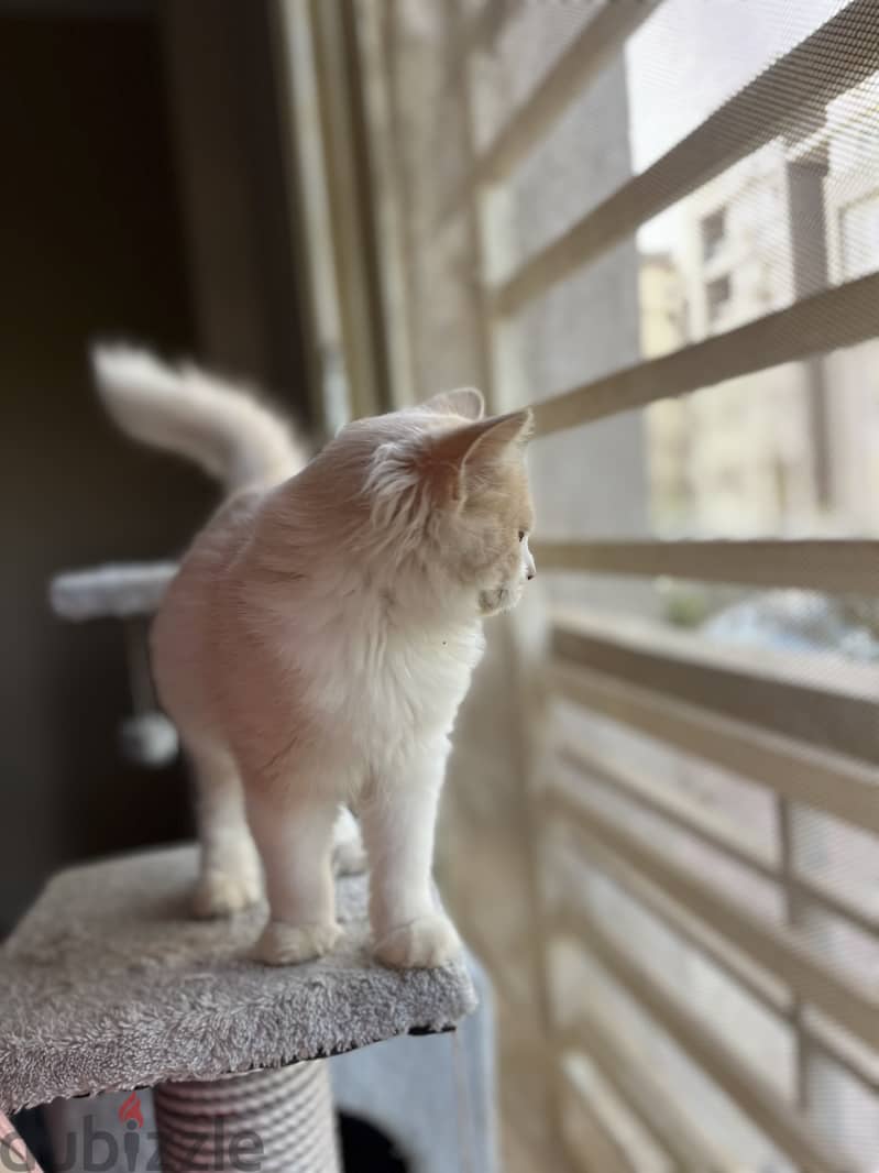 Karma for adoption 3