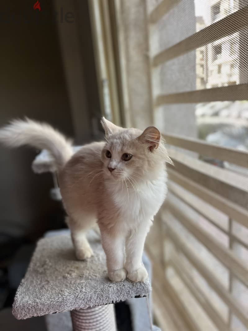 Karma for adoption 4