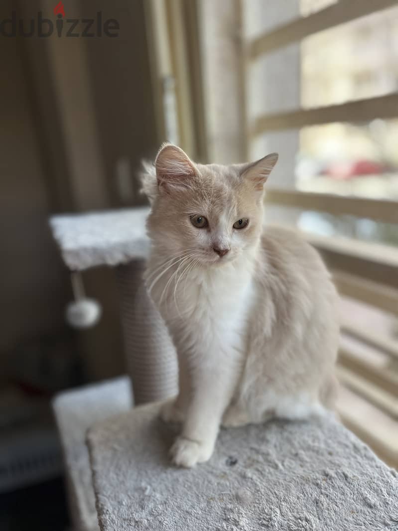 Karma for adoption 5