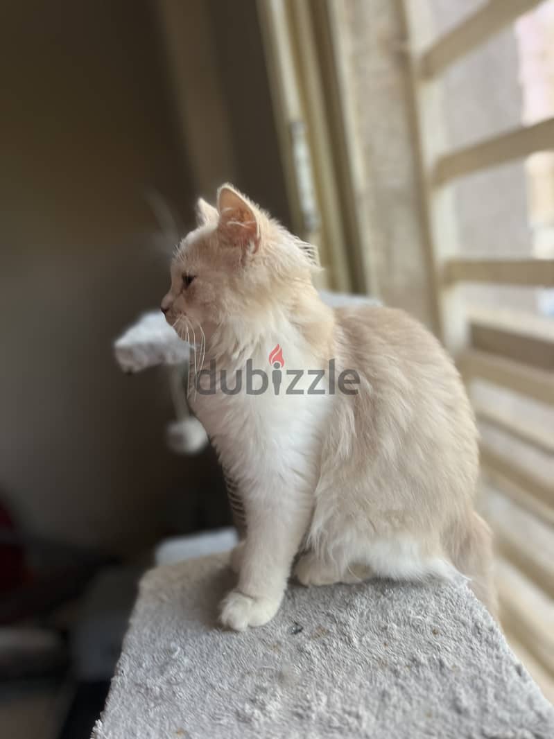 Karma for adoption 6