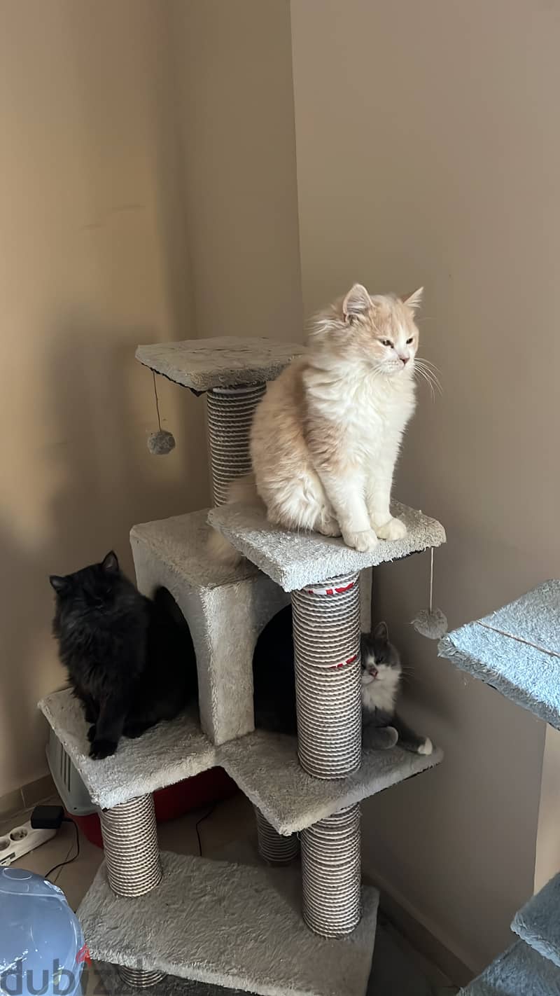 Karma for adoption 7