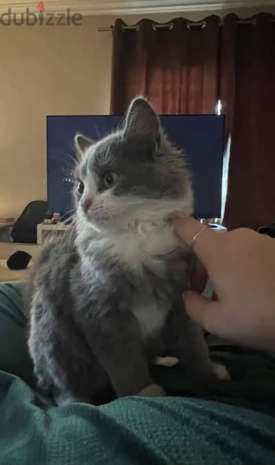 Lou for adoption