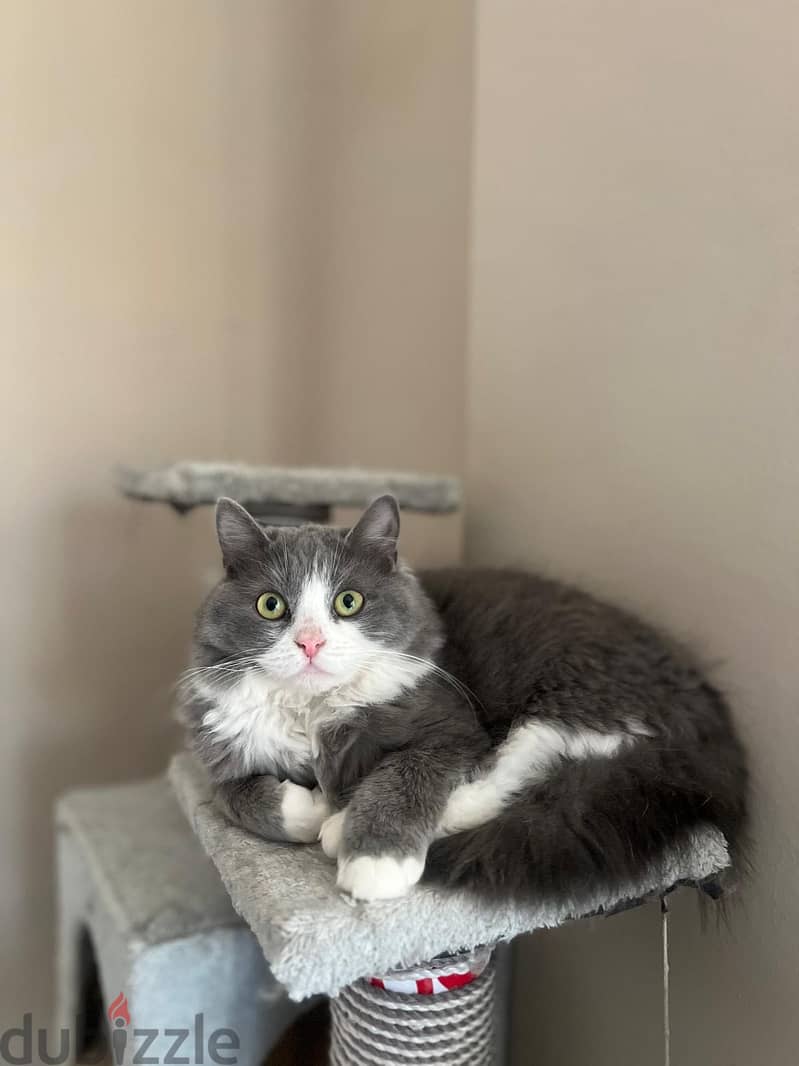 Lou for adoption 3