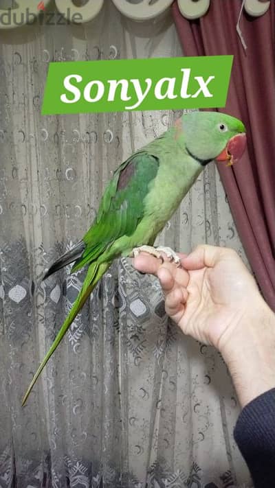 ذكر دره اميركي مدرب . . .
