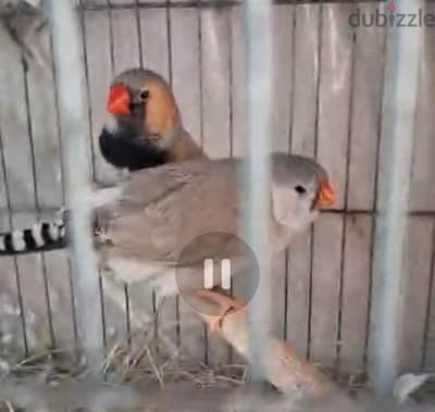 تصفيه زيبرا ميكس لايت باك وباستيل وكريم باستيل