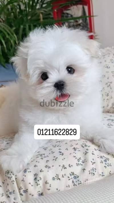 mini maltese puppies مالتيز