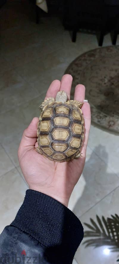الغردقة