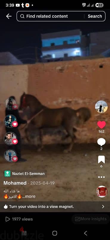 حصان بلدي للبيع بيلعب وبيكبش ومقاس عالي