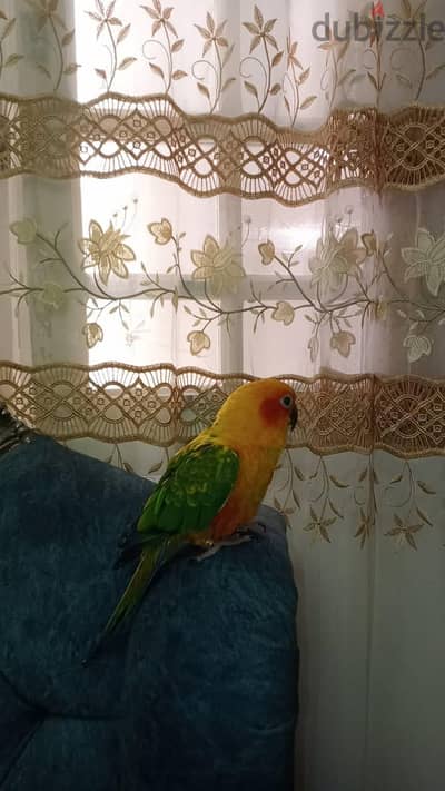 البيطاش شارع الحي